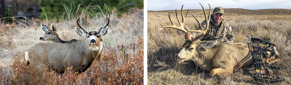 Looking for a Trophy Mule Deer Ranch? | St. James Sporting Properties