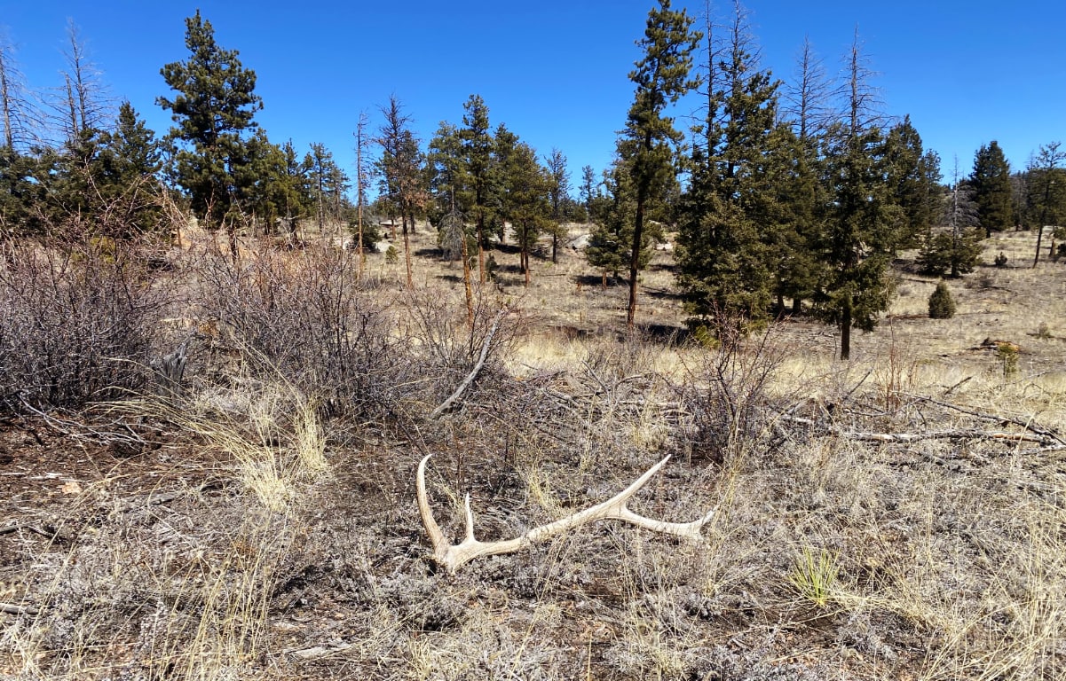 Shed Hunting